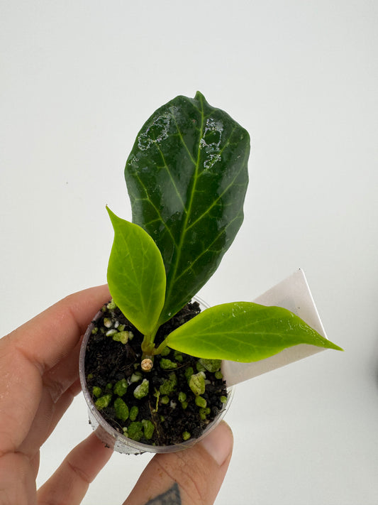 Hoya Phillips Obscura