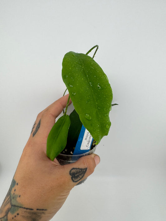 Hoya Caguayenesis