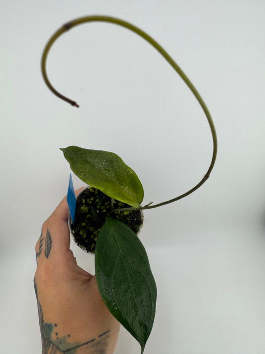 Hoya ‘UT-033’