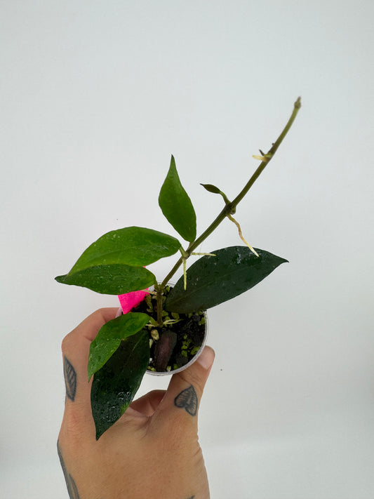Hoya Lacunosa Purple