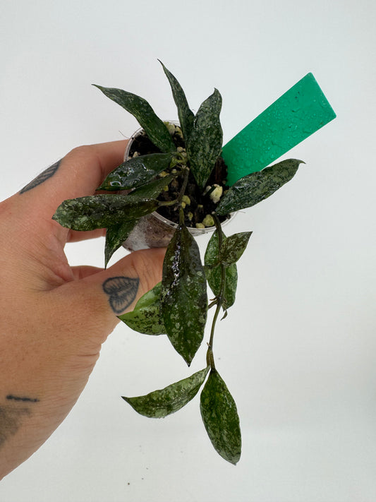 Hoya Lacunosa ‘snow caps’