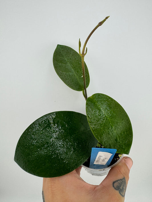 Hoya Australis