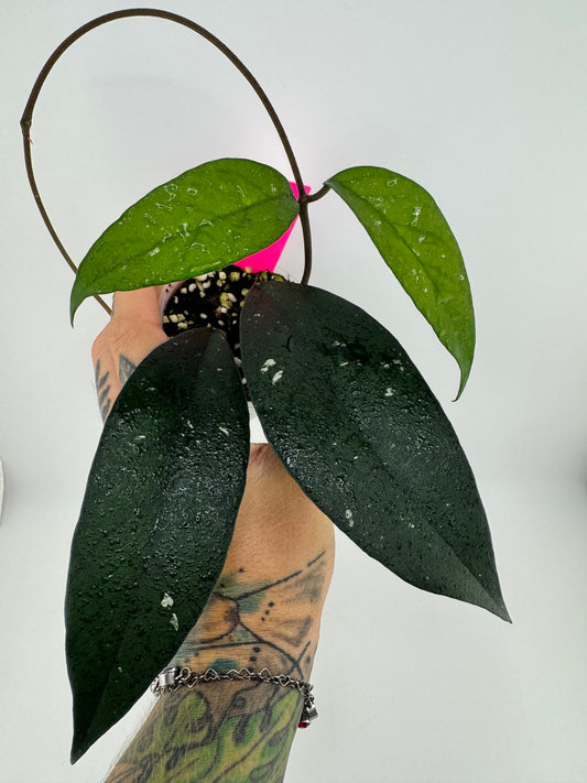Hoya Fungii X Pubicalyx Royal Hawaiian