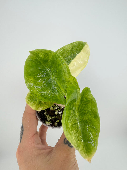 Alocasia variegated Pink Dragon Aurea