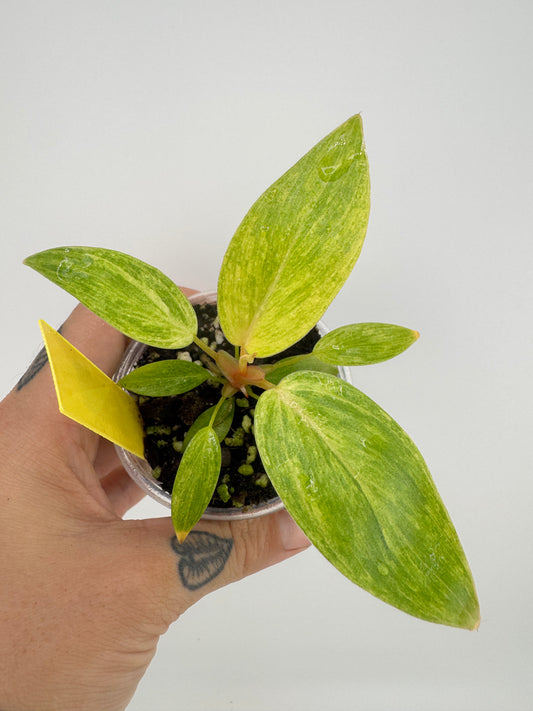 Philodendron Painted Lady