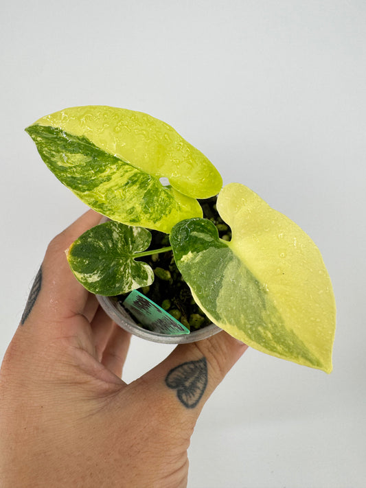 Philodendron Goeldii Variegated (Thaumatophyllum spruceanum)