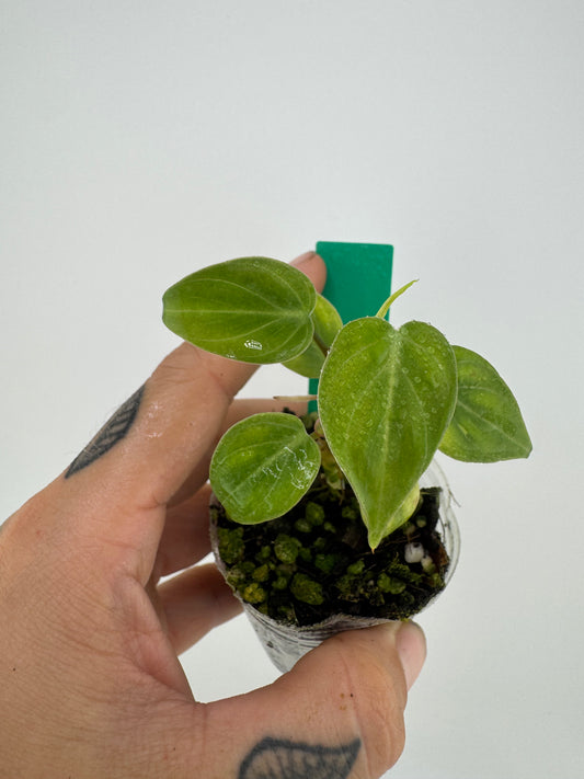 Philodendron El Choco Red