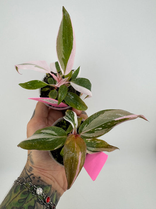 Philodendron Pink Princess marble