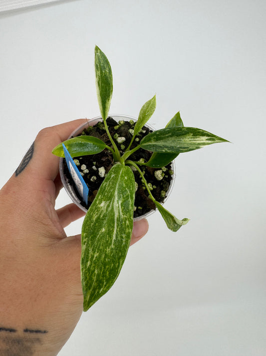 Philodendron Jose Buono