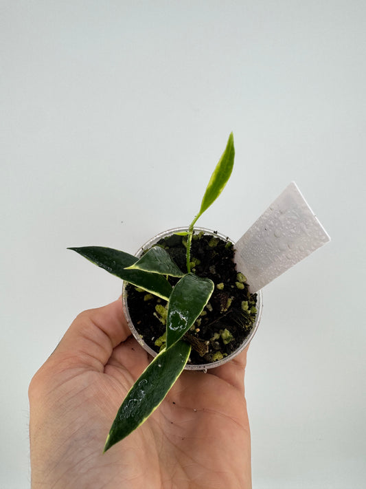 Hoya TSangii Albo
