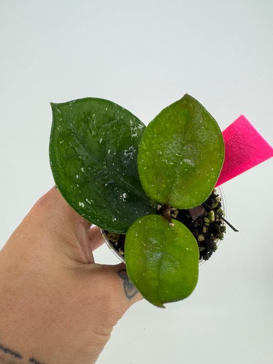 Hoya Carnosa ‘Snow Ball’