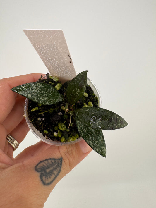 Hoya parviflora splash