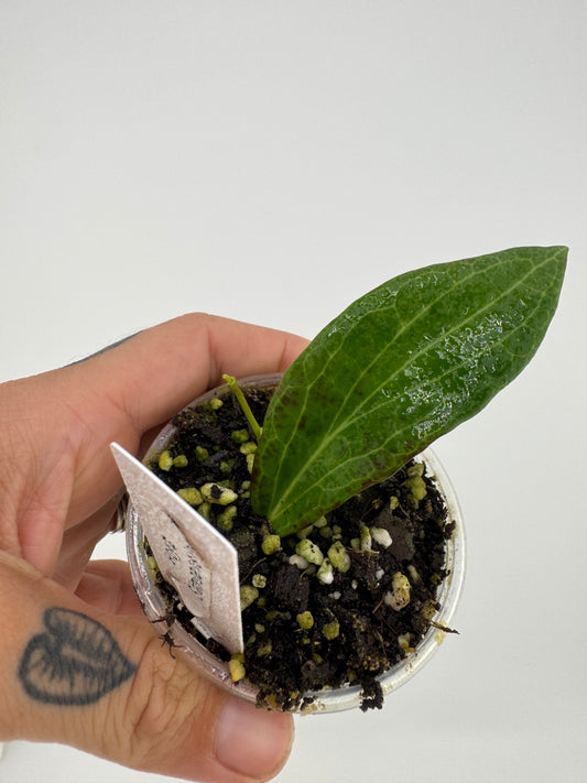 Hoya samoensis