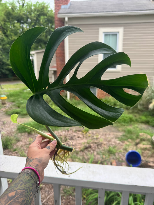 Monstera Sierrana
