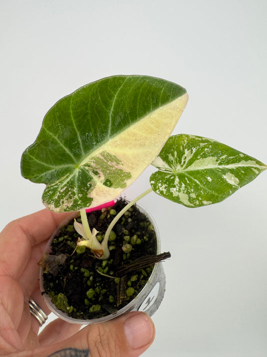 Alocasia Black Velvet Pink/Albo variegated #1