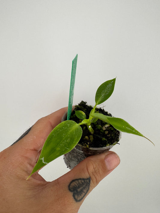 Philodendron Spiritus Sancti