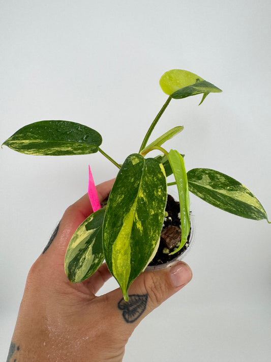 Philodendron Florida Beauty Variegated