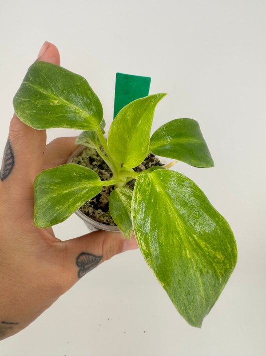 Philodendron Variegated Gigantum Blizzard