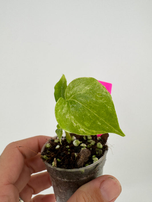 Variegated Anthurium Renaissance