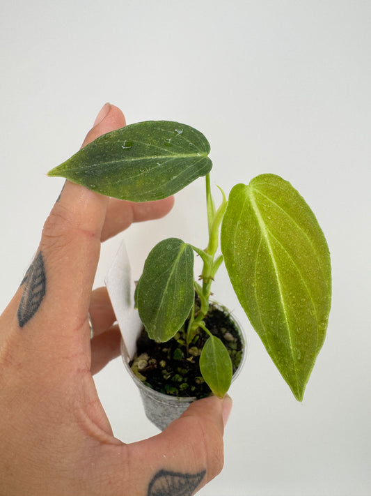 Philodendron splendid (verrucosum X Melanocrysum)