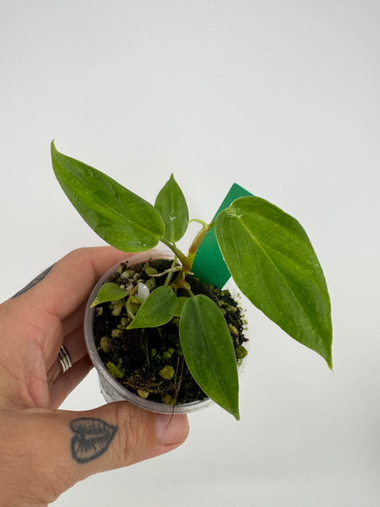 Philodendron Nangaritense