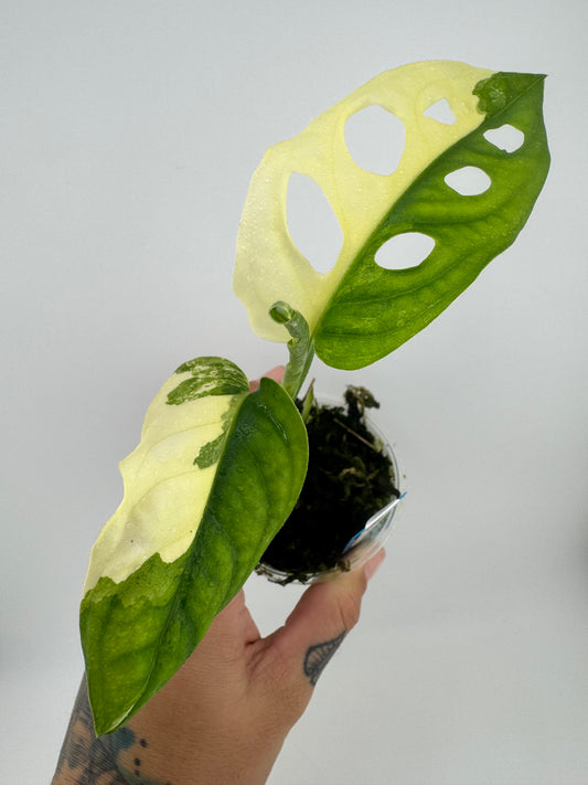 Monstera Adansonii Albo Variegated #2