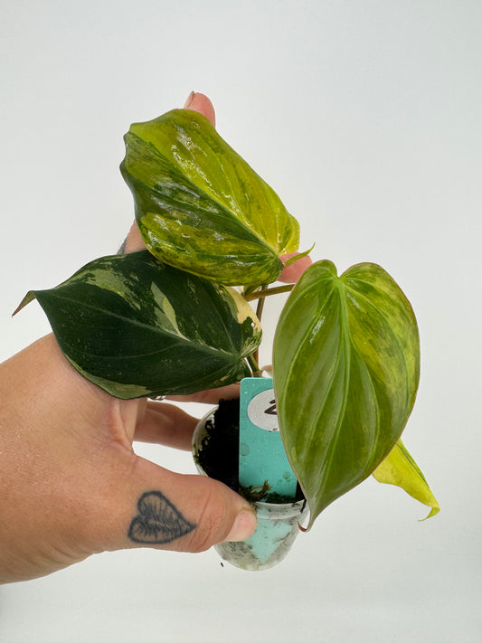 Philodendron VAR micans ‘aurea’ #2