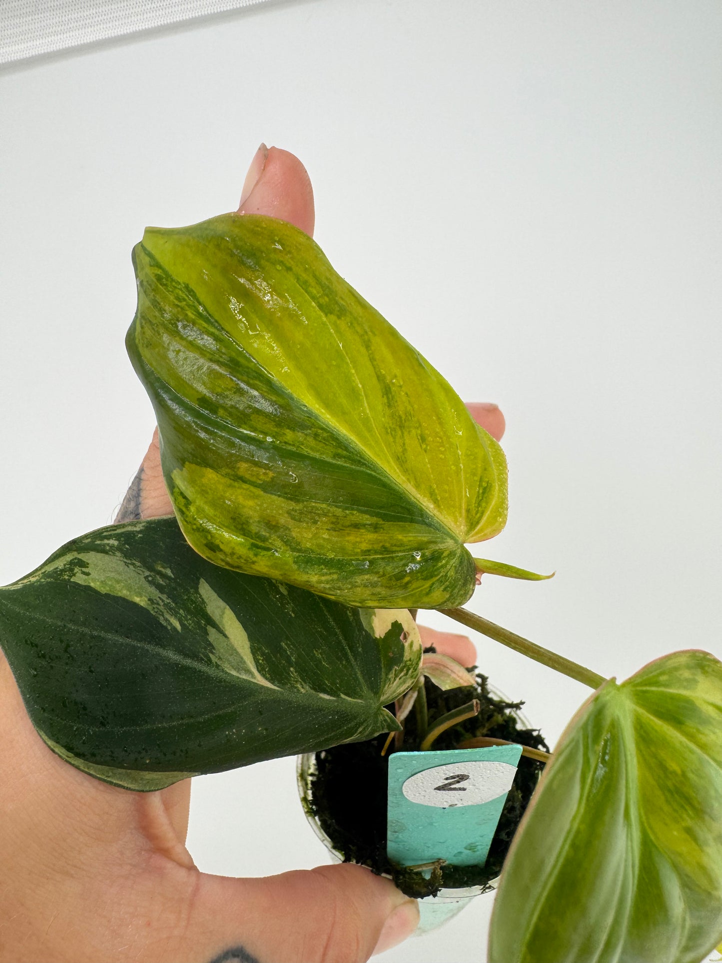 Philodendron VAR micans ‘aurea’ #2