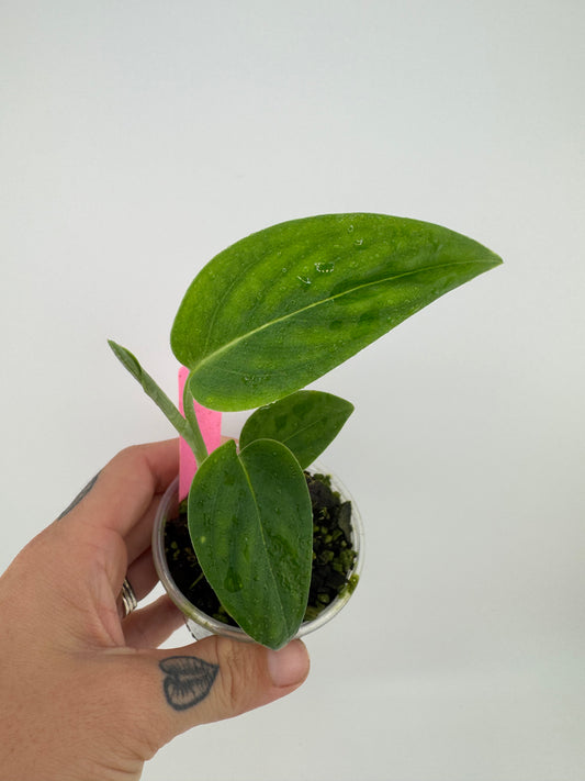 Monstera ‘black velvet’ (aka ‘velvet Peru’)