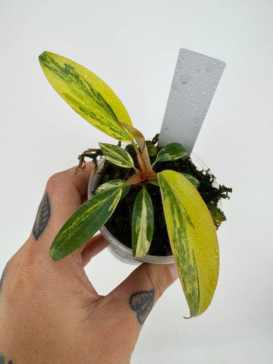 Philodendron Variegated Strawberry Shake
