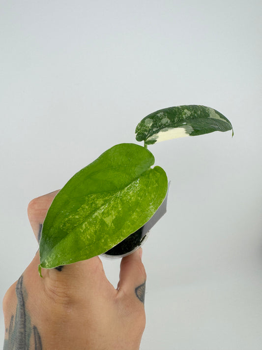 Syngonium Chiapense Variegated