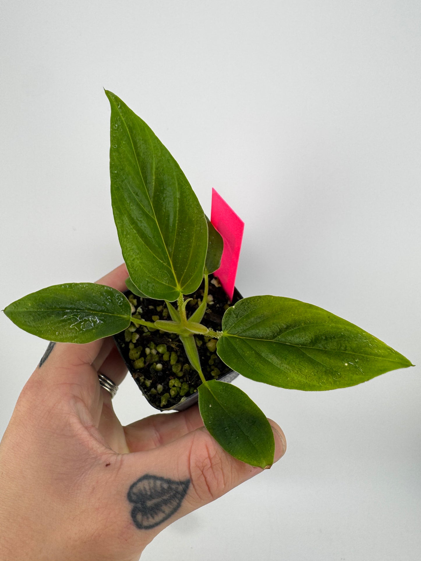 Philodendron Serpens