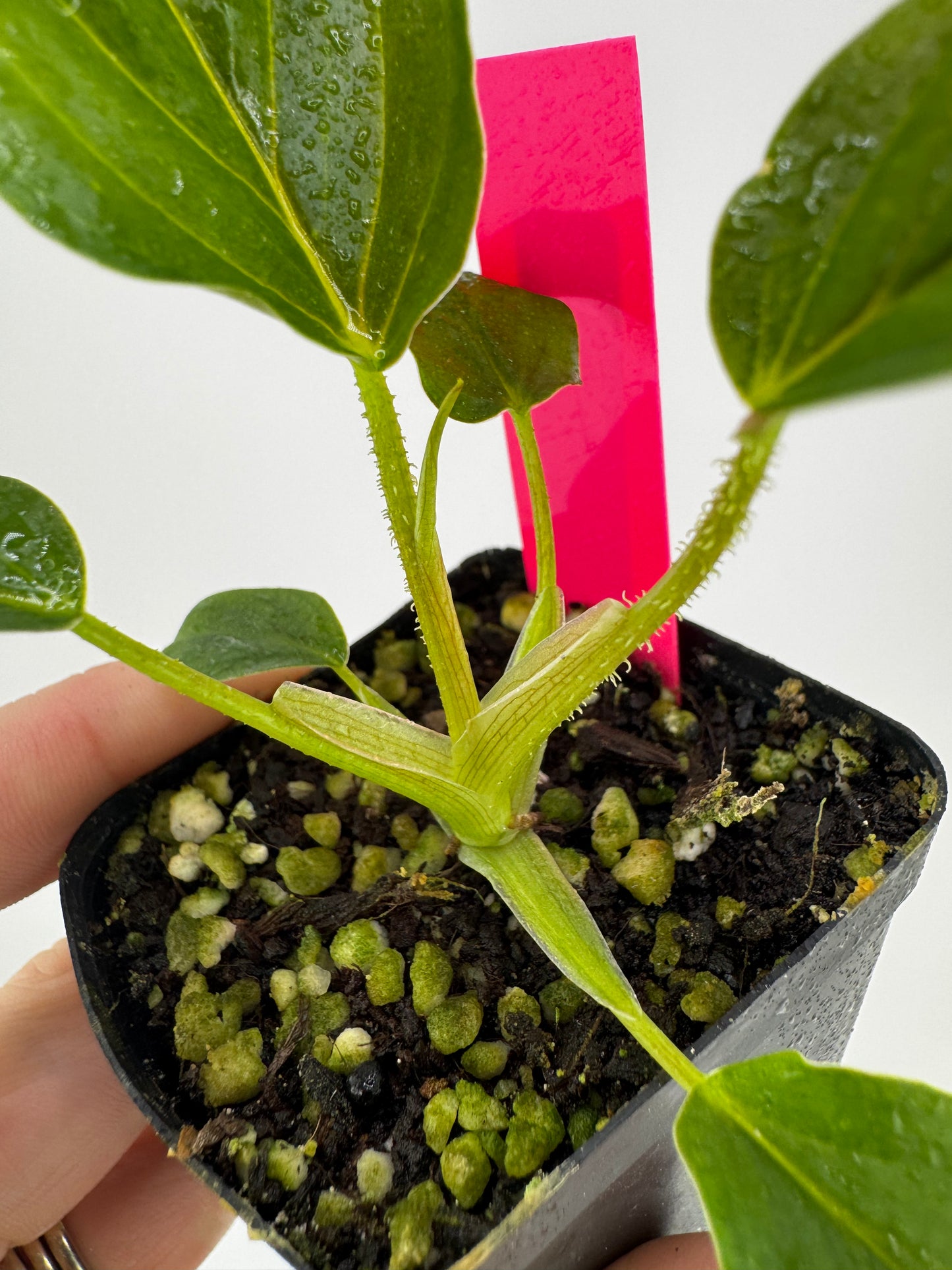 Philodendron Serpens