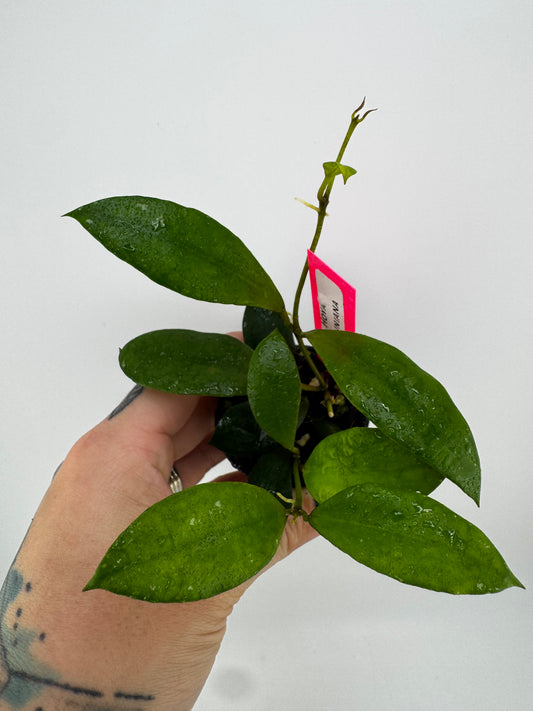 Hoya Walliniana (UT-152)