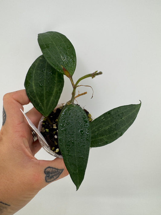 Hoya latifolia (macrophylla) green