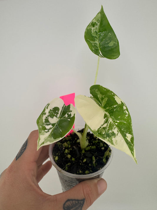 Alocasia Frydek Variegated Albo