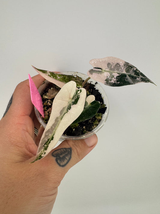 Variegated Alocasia Bambino Albo/Pink