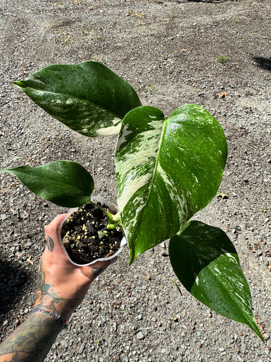Monstera Deliciosa (borsigiana) Albo Variegated #1