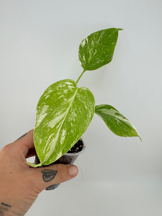 Monstera Deliciosa (borsigiana) Albo Variegated #2