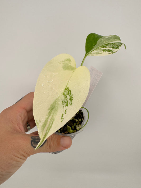 Monstera Deliciosa (borsigiana) Albo Variegated #4