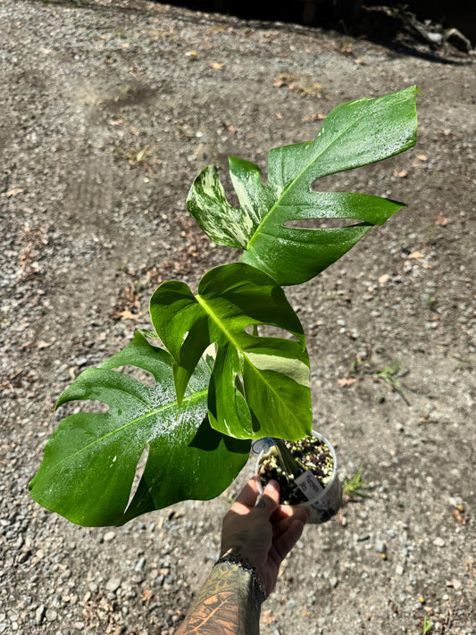 Monstera Deliciosa (borsigiana) Albo Variegated #3