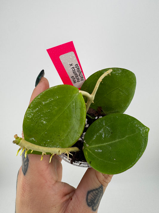 Hoya Parasitica X Pachyllada