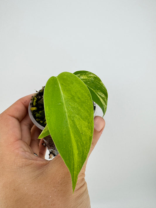 Monstera Deliciosa Aurea Variegated (borsigiana)
