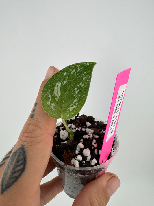 Scindapsus Pictus tricolor ‘Tattoo’