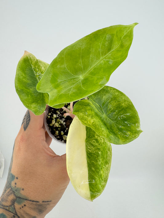 Alocasia variegated Pink Dragon Aurea