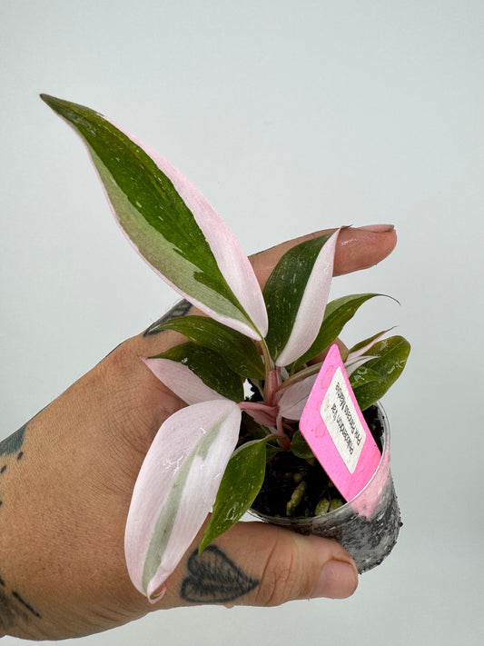 Philodendron Pink Princess marble