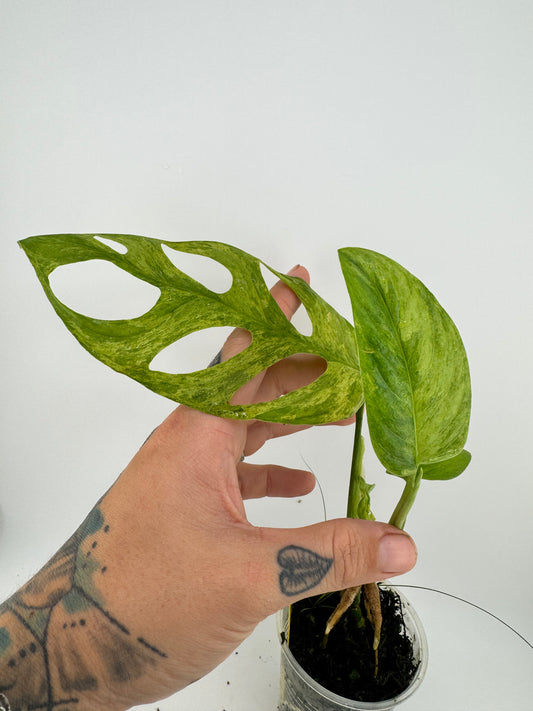 Monstera Adansonii Variegated Indonesian Mint
