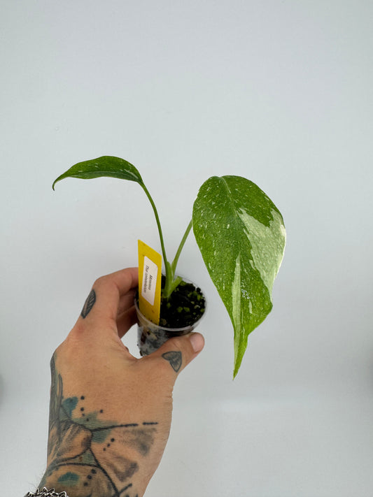 Monstera Variegated Thai Constellation