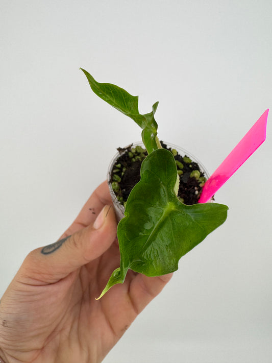Alocasia Loco