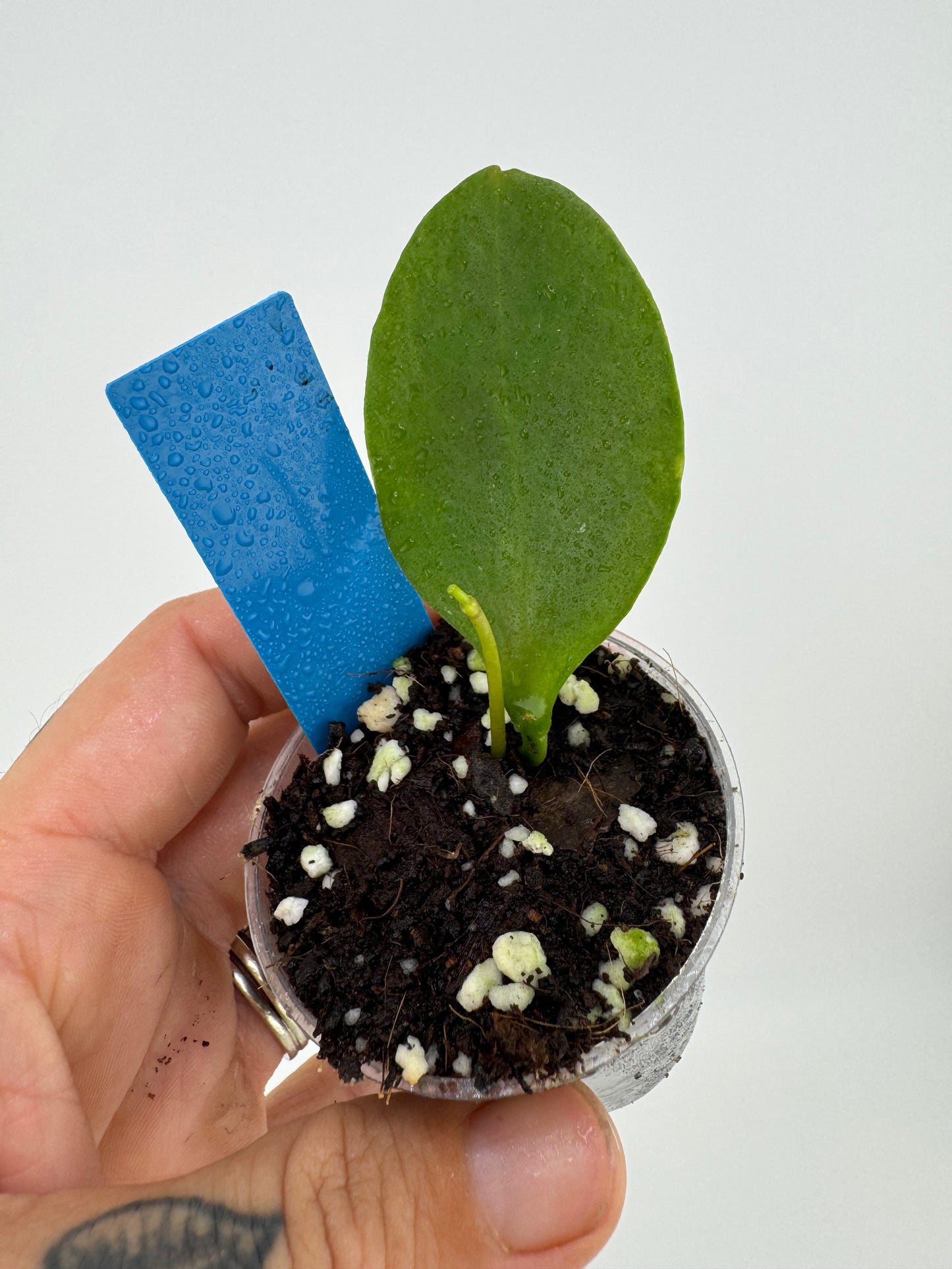 Hoya Psuedolittoralis